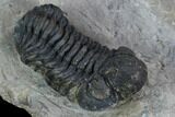 Detailed Morocops Trilobite - Nice Eye Facets #127003-3